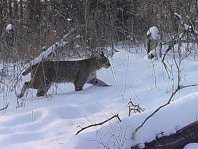 A bobcat