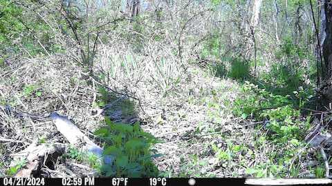 Another trailcam image with no wildlife