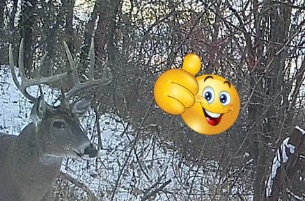 Trailcam image with a big buck