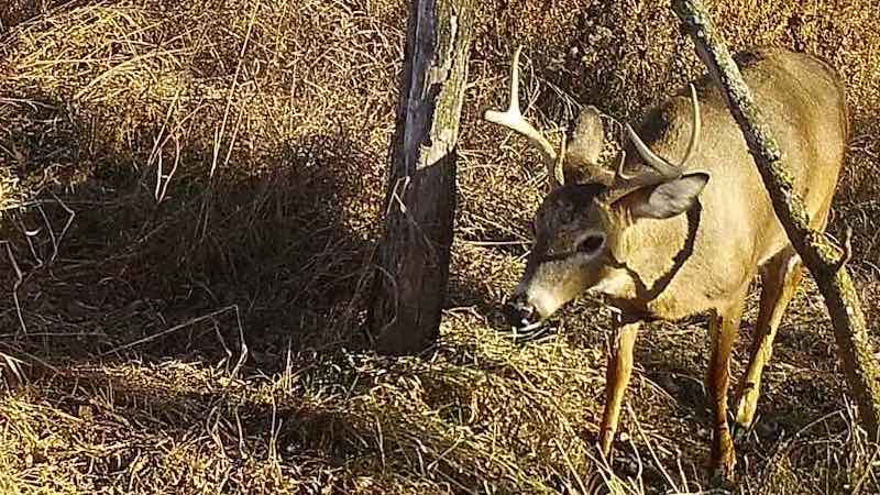 Photo of a 6 point buck